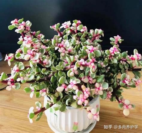 金枝玉叶 植物